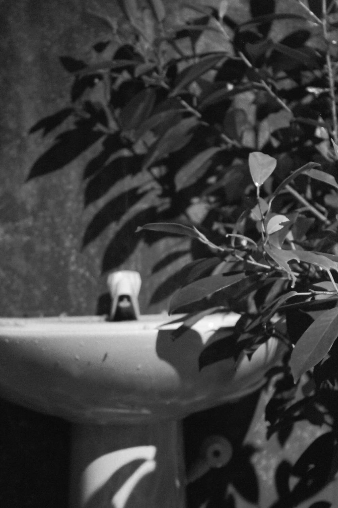 Linu Homestay Dikwella Extérieur photo